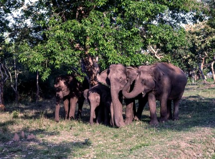 Wild elephants in Bandipur National park