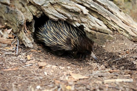 Short-beaked Echidna