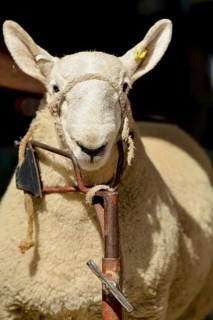 Domestic sheep