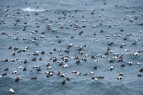 Common Eider