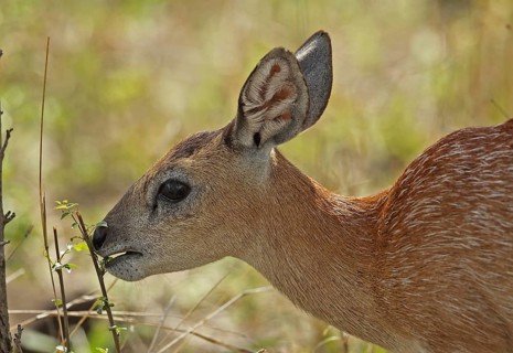 Sharpe's sharpe's grysbok