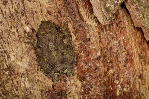 Adult tubercle shrub frog