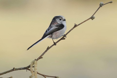 Long-tailed Tit