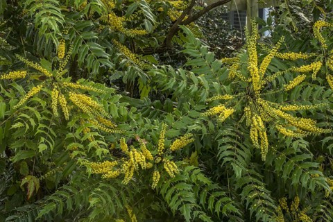 Japanese Mahonia