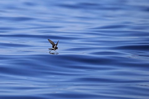 European Storm-petrel