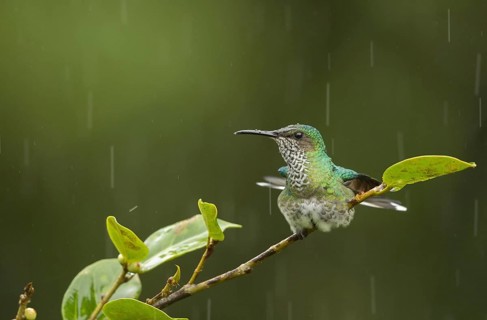 Green-crowned Hummingbird