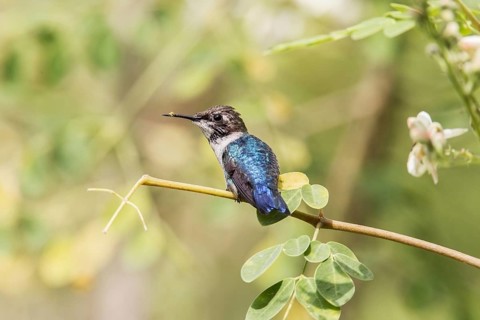 Bee Hummingbird