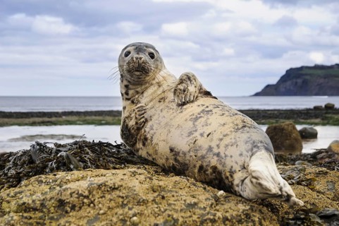 Grey seal