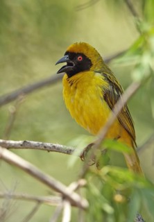 Southern masked weaver