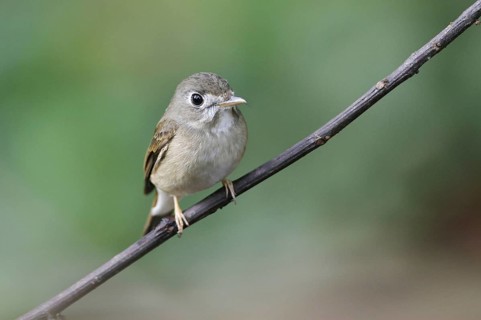 Asian Brown Flycatcher