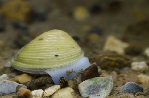 Asiatic Clam