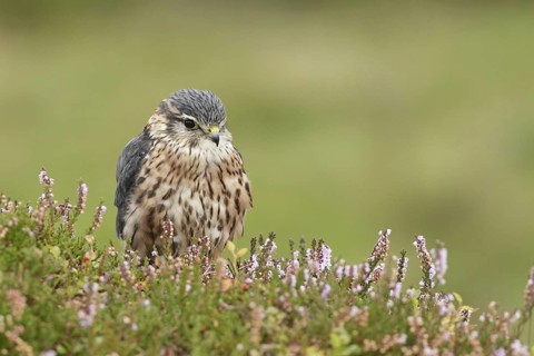 Merlin