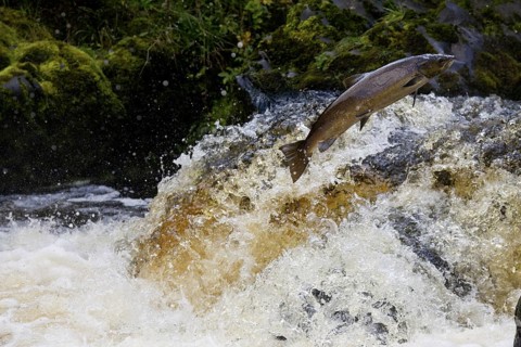 Atlantic salmon