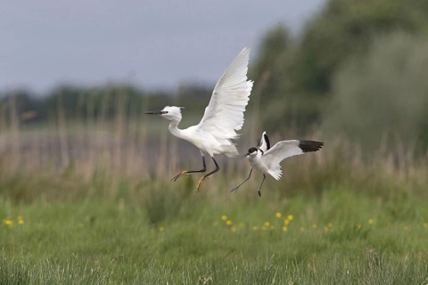 Eurasian Avocet