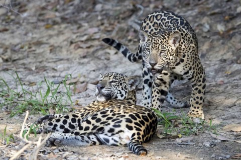 Jaguar