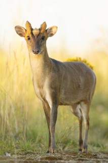 Chinese chinese muntjac
