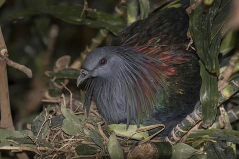 Nicobar Pigeon