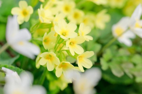 Vertraeumte Nahaufnahme von bluehenden Schluesselblumen und Buschwindroeschen im Wald