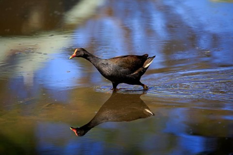 Dusky moorhen
