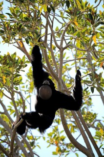 Siamang