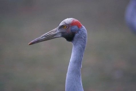 Grus rubicundus