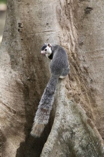 Adult Grizzled Giant grizzled giant squirrel