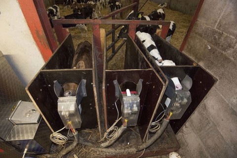 Domestic cattle