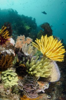View of tropical reef habitat with crinoids