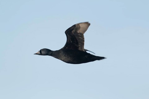 Common scoter