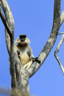 Capped langur