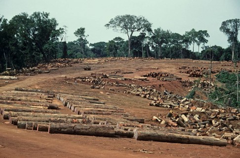 Destruction of tropical moist forests