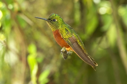 Chestnut-breasted Coronet
