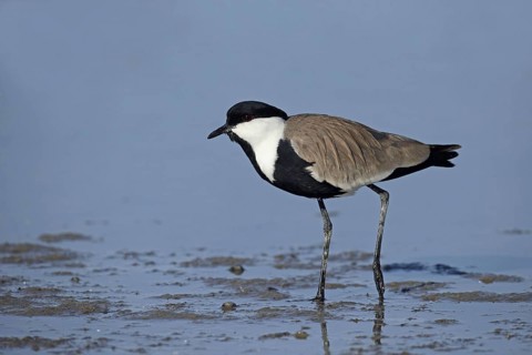 Spur-winged Lapwing