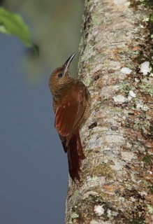 Northern Barred-woodcreeper