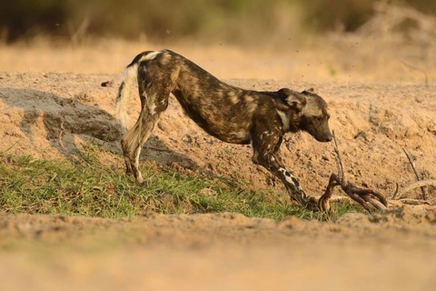 African Wild Dog
