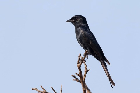 Fork-tailed Drongo
