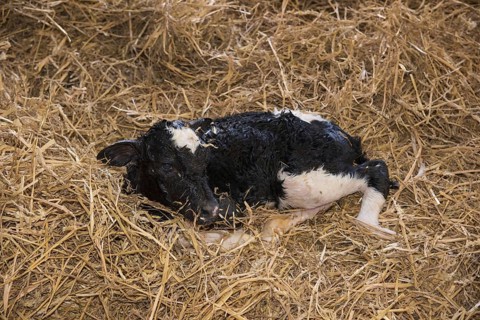 Domestic cattle