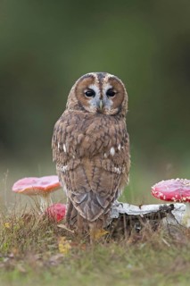 Tawny owl