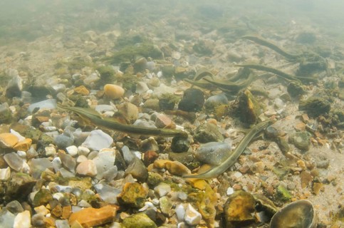 Brook Lamprey