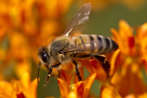 Western Honey Bee