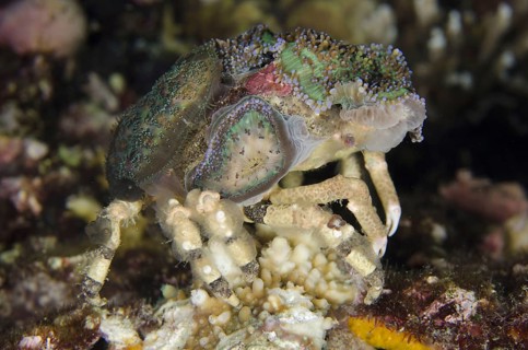 Decorator spider crab