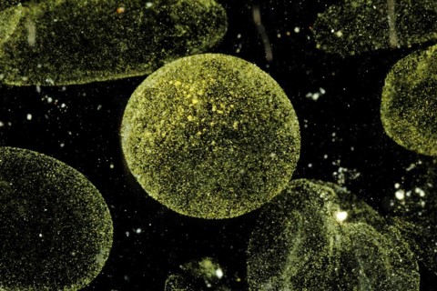 Phytoplankton