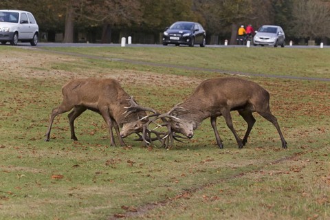Red Deer