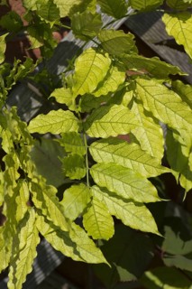 Chlorosis caused by iron deficiency on the leaves of a