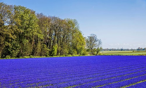 Fields of grape hyacinths in bloom