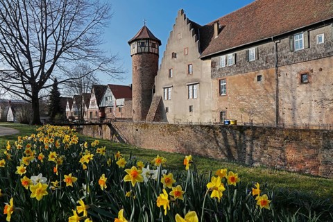 Narzissen