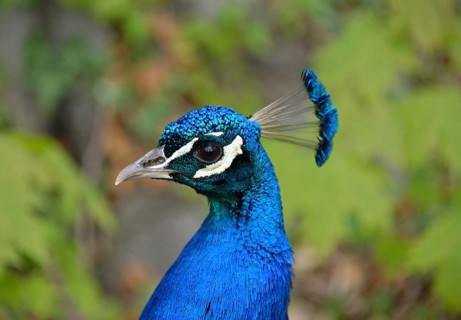 Peacock