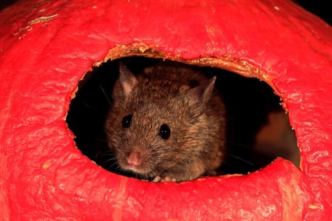 House Mouse