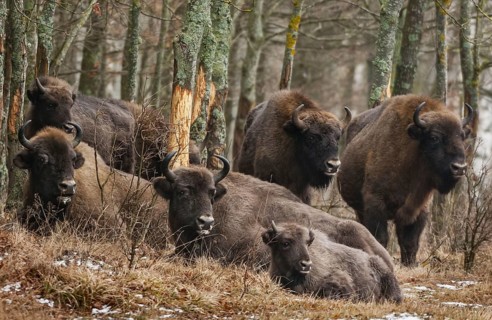 European bison