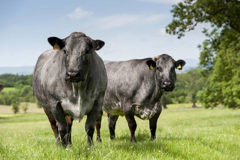 Domestic cattle
